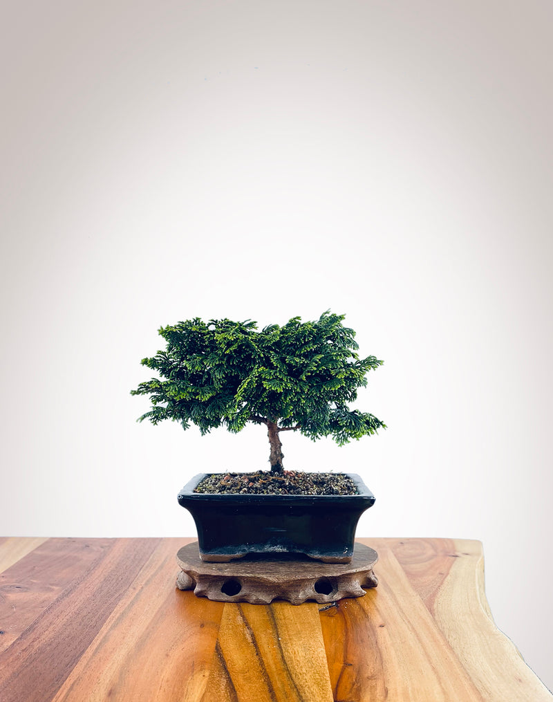 Japanese Cypress (HC2311002)