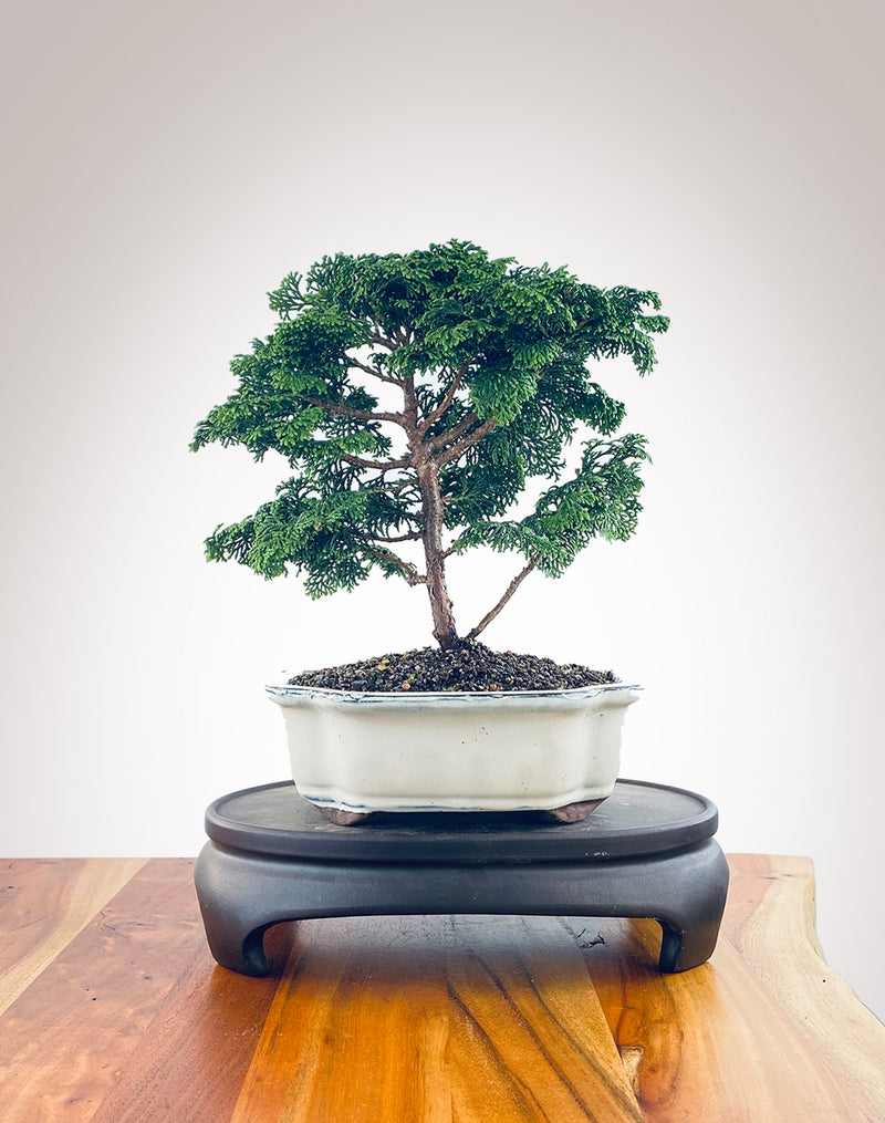 Japanese Cypress (HC2402003)