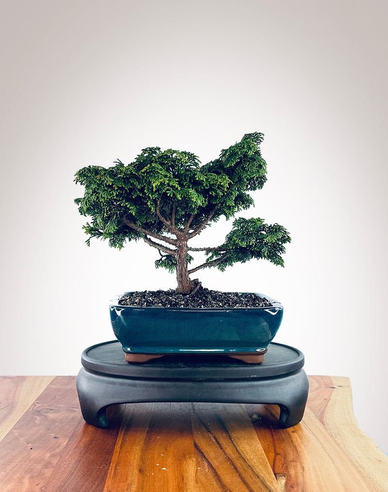 Japanese Cypress (HC2410001)