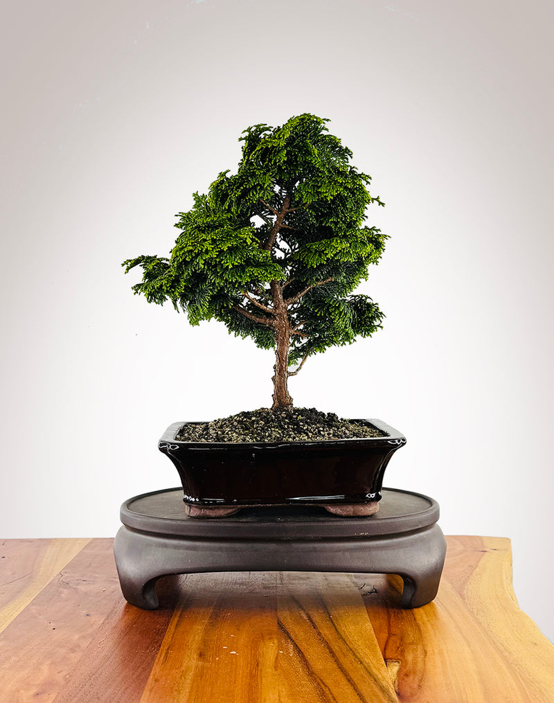 Japanese Cypress (HC2411001)