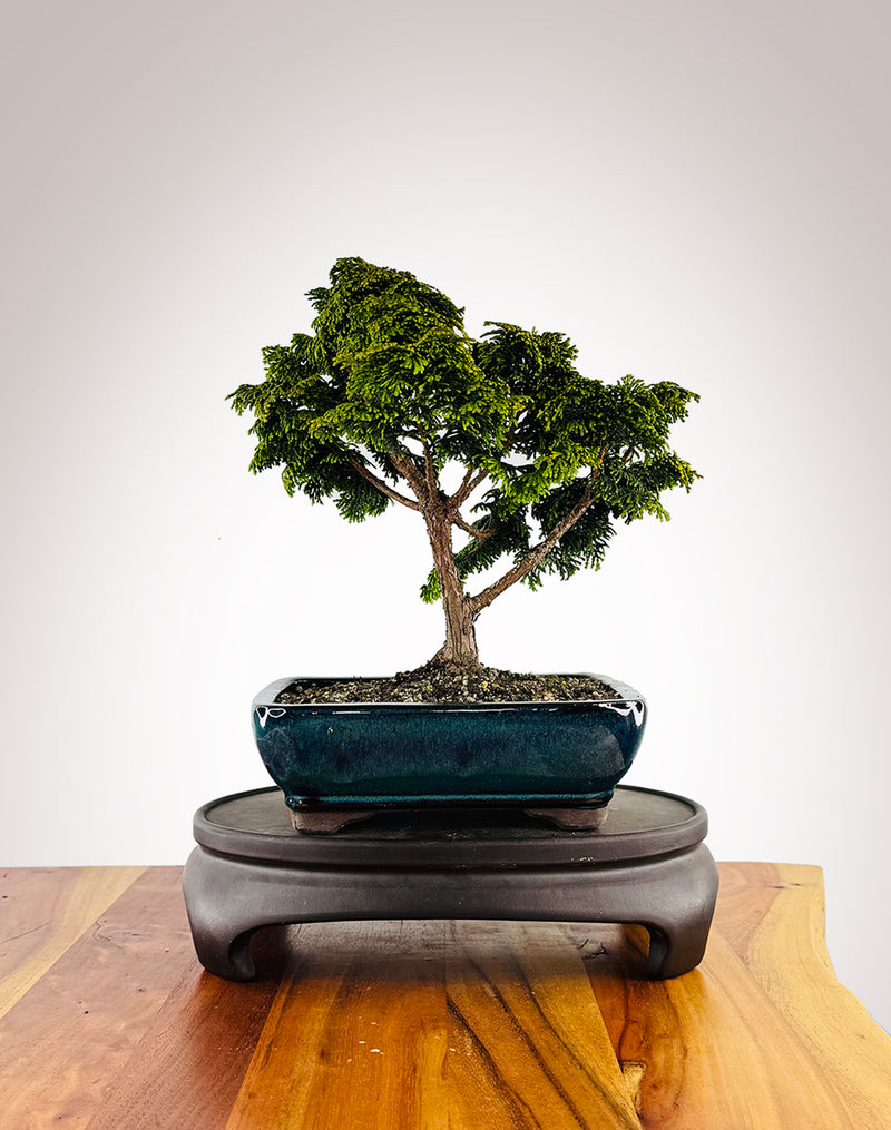 Japanese Cypress (HC2411006)