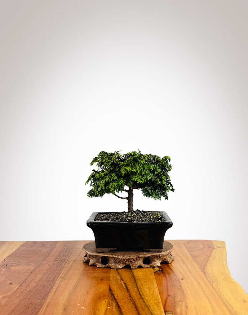 Japanese Cypress (HC25010012)