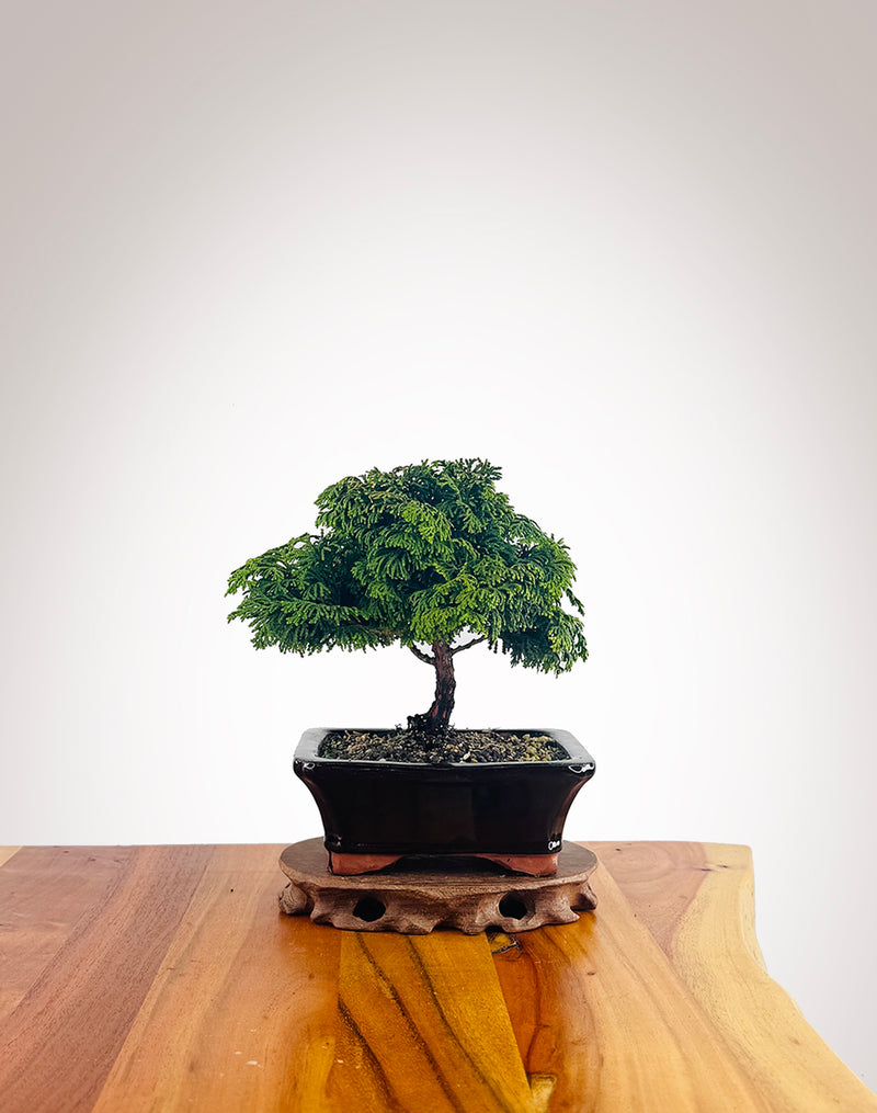 Japanese Cypress (HC2501008)