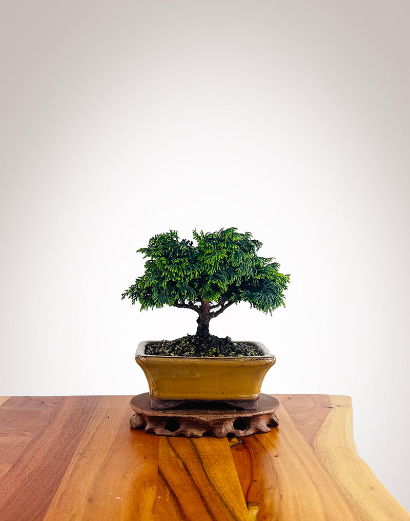 Japanese Cypress (HC2501013)