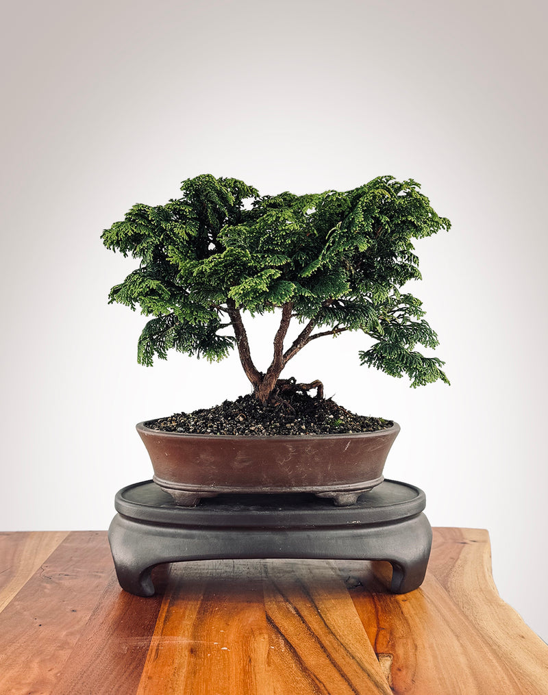 Japanese Cypress (HC2502001)