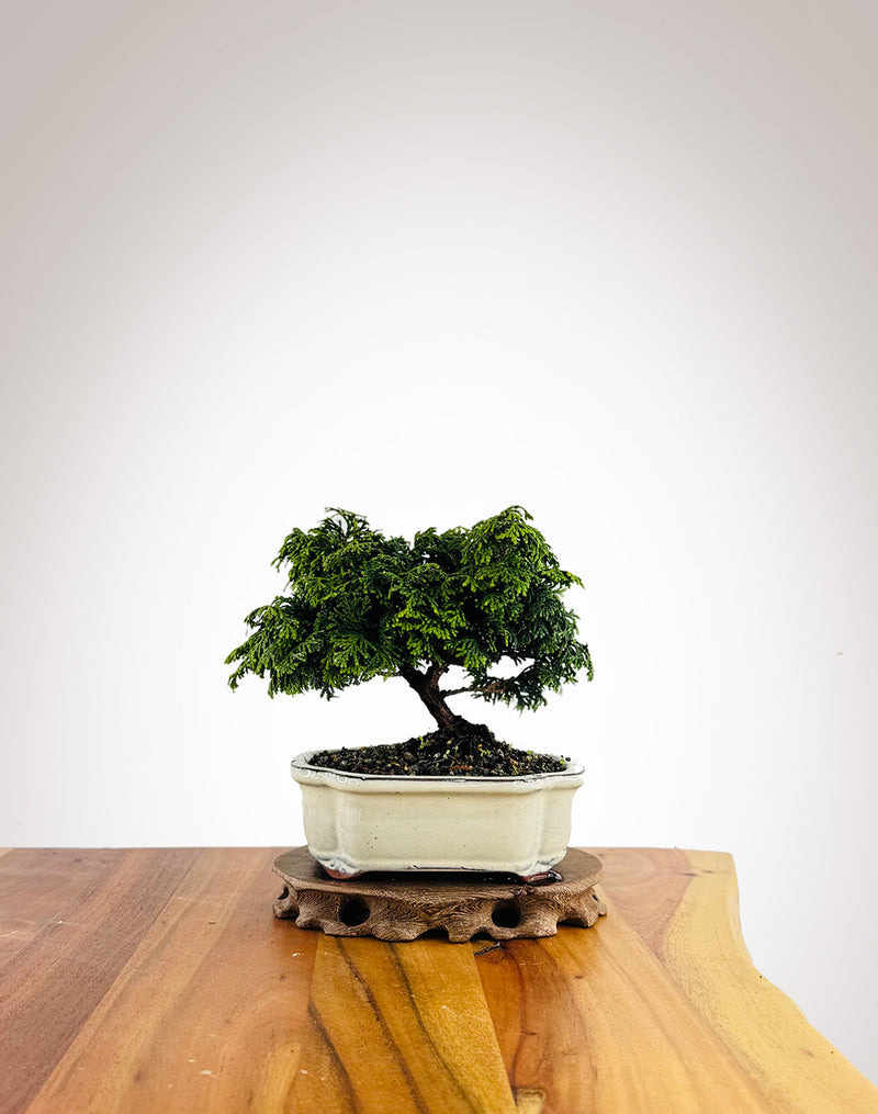 Japanese Cypress (HC2504003)