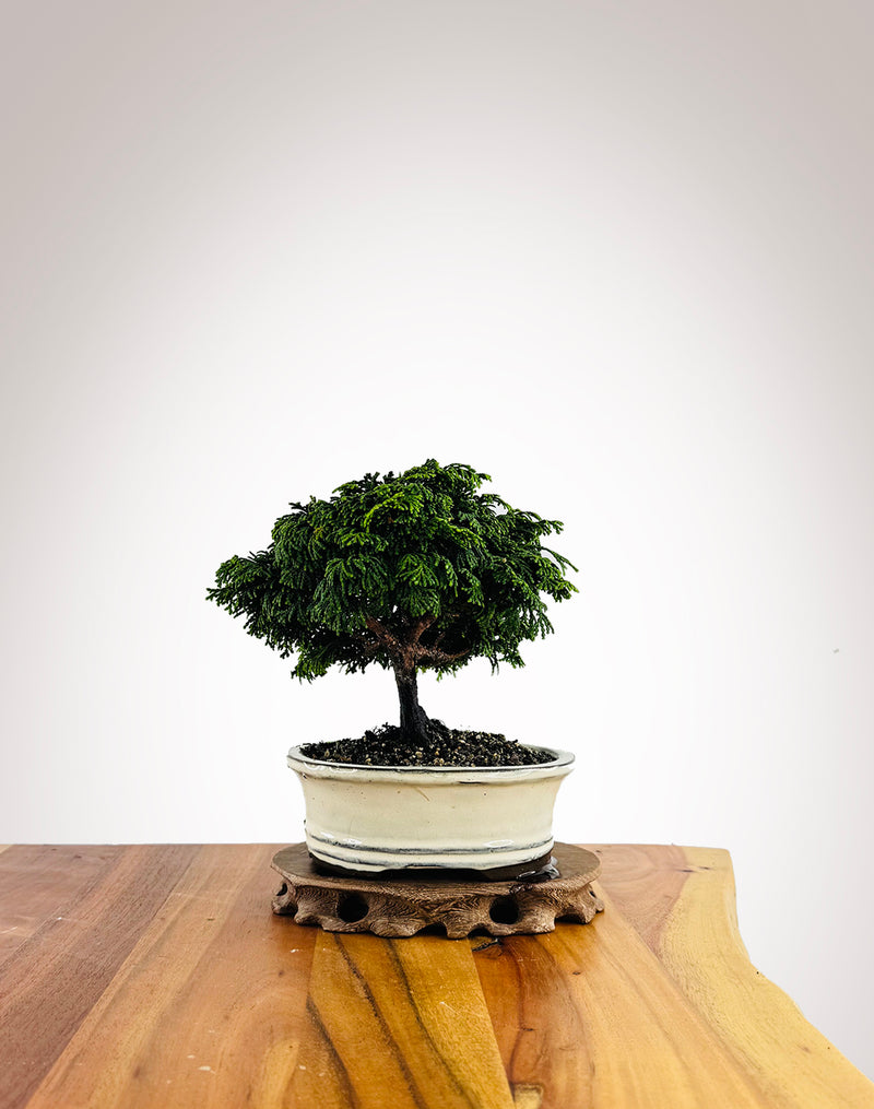 Japanese Cypress (HC2504004)