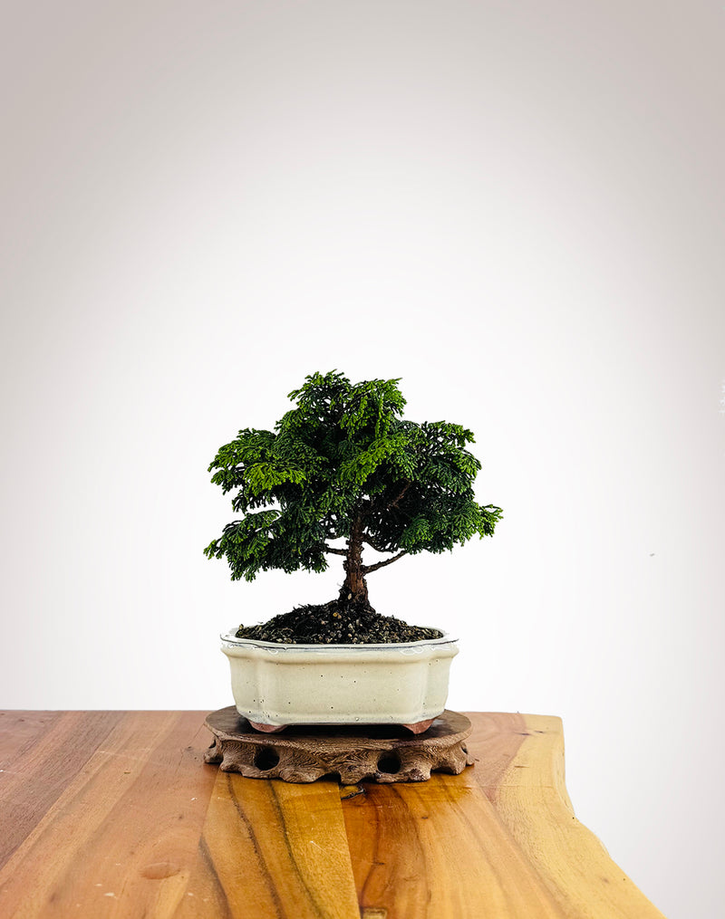 Japanese Cypress (HC2504006)