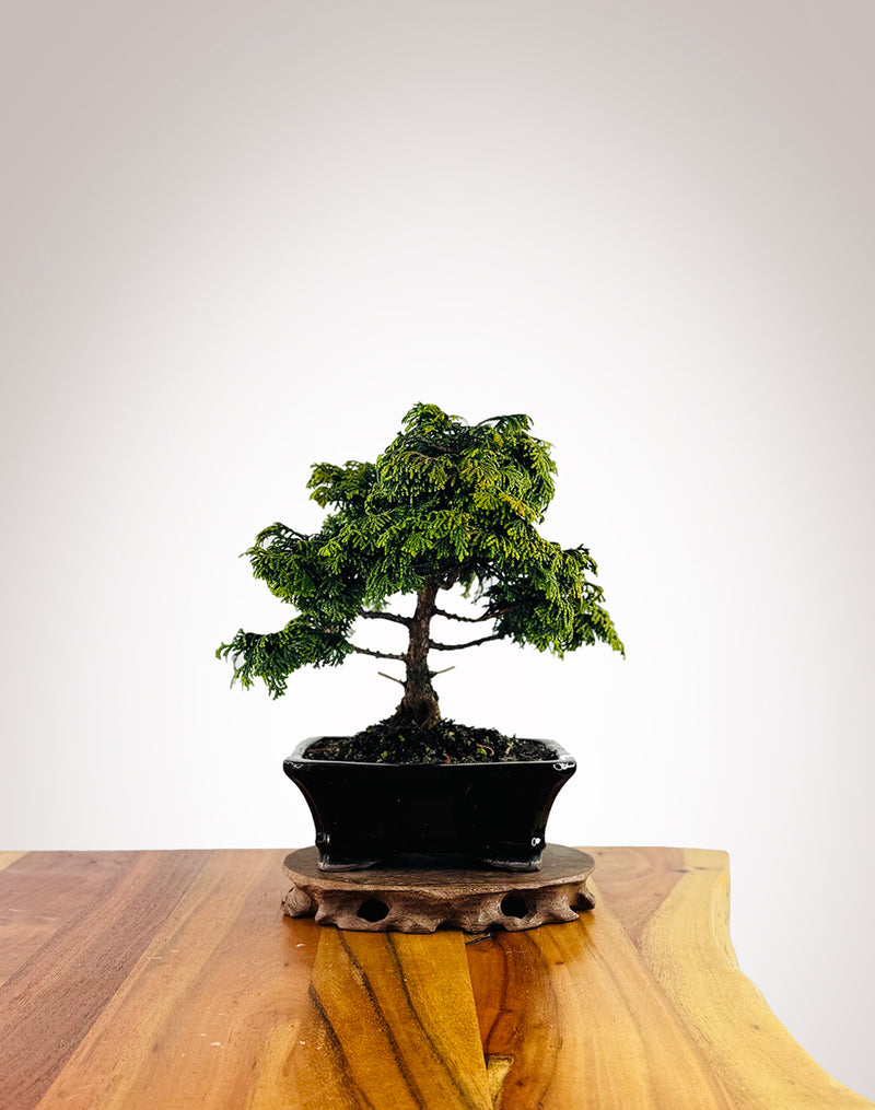 Japanese Cypress (HC2507001)
