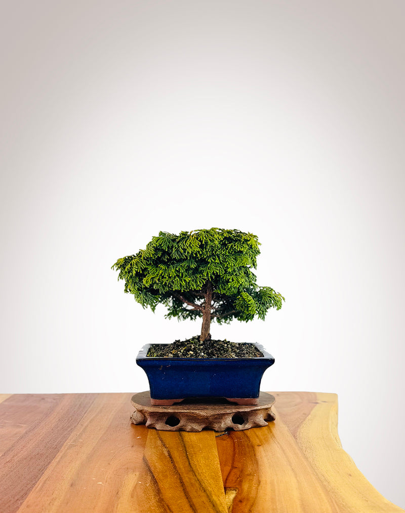 Japanese Cypress (HC2507006)