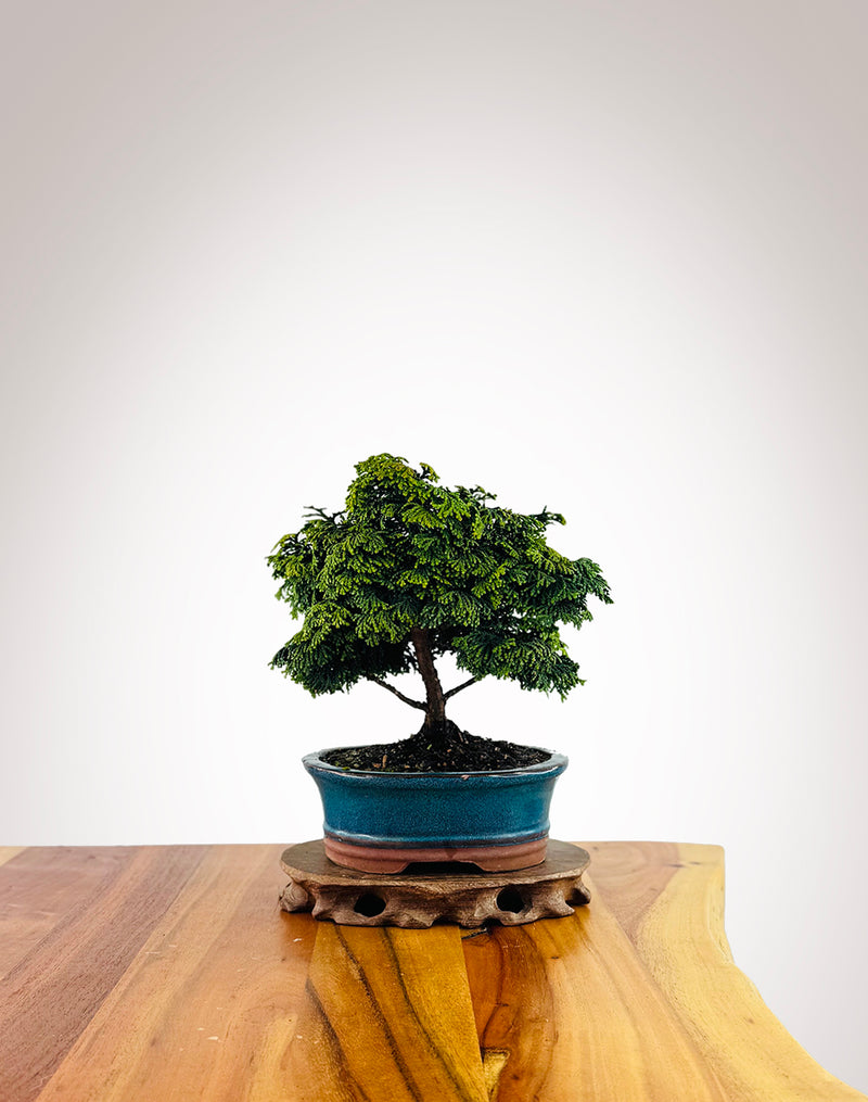 Japanese Cypress (HC2507007)