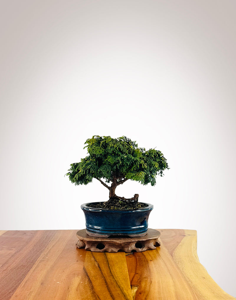 Japanese Cypress (HC2507008)
