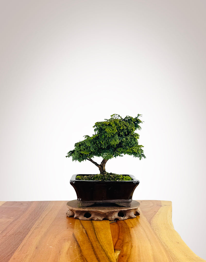 Japanese Cypress (HC2507010)