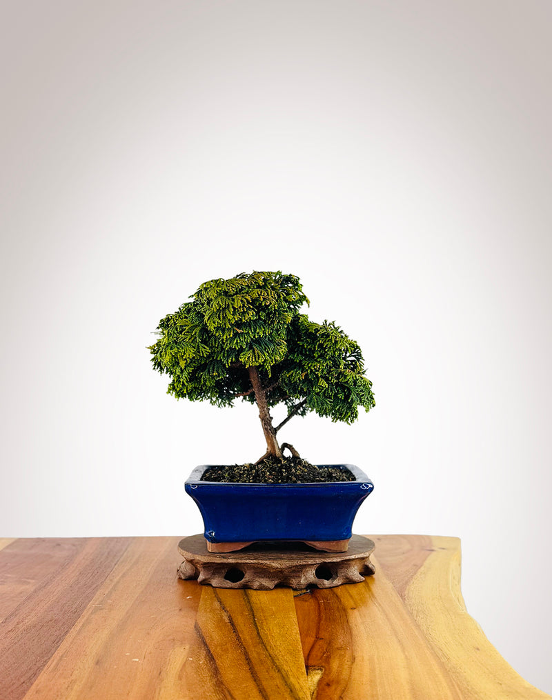Japanese Cypress (HC2507011)