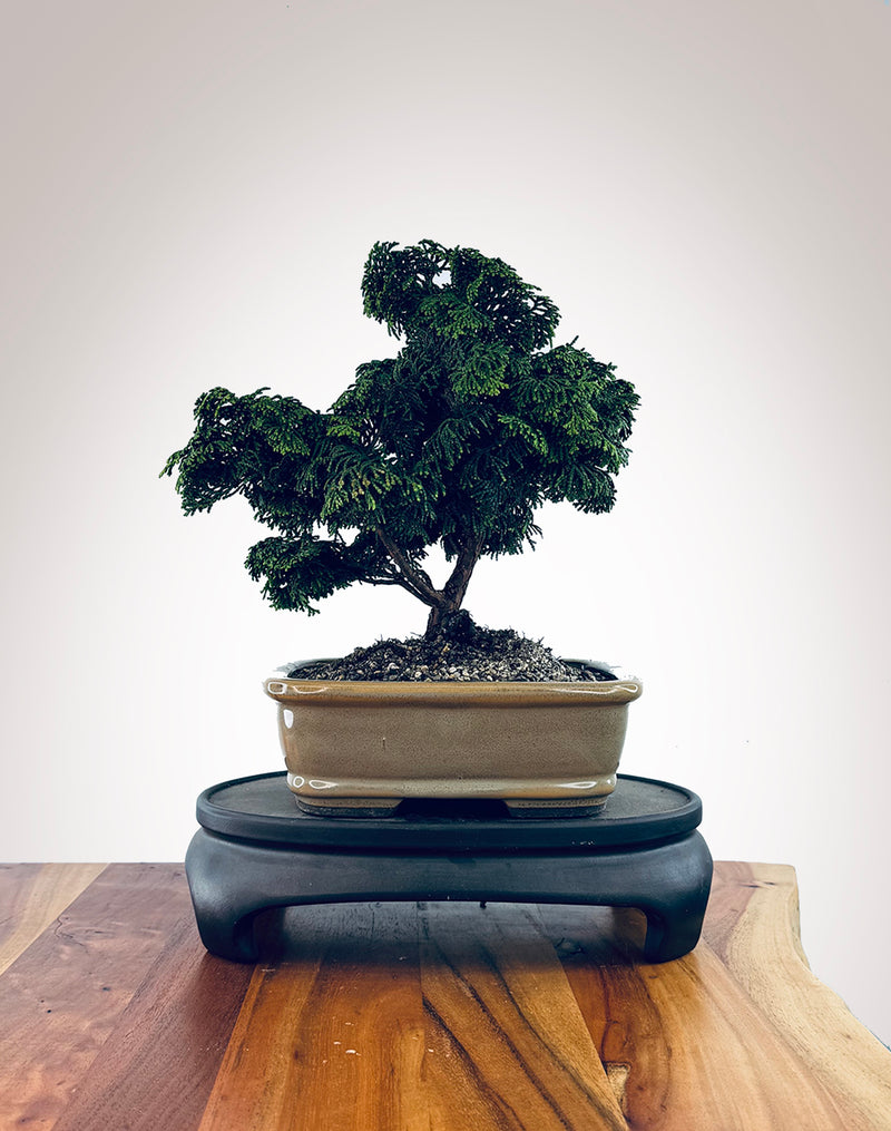 Japanese Cypress (HC2510003)