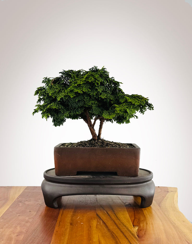 Japanese Cypress (HC2511002)