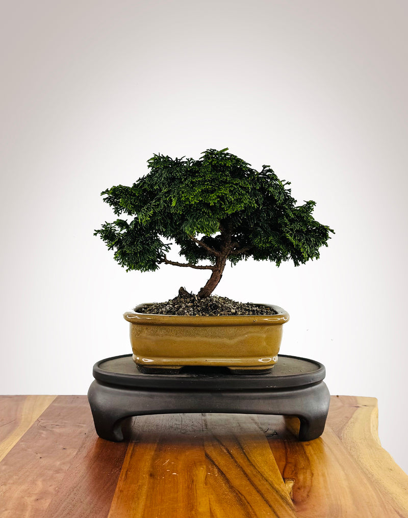 Japanese Cypress (HC2511003)