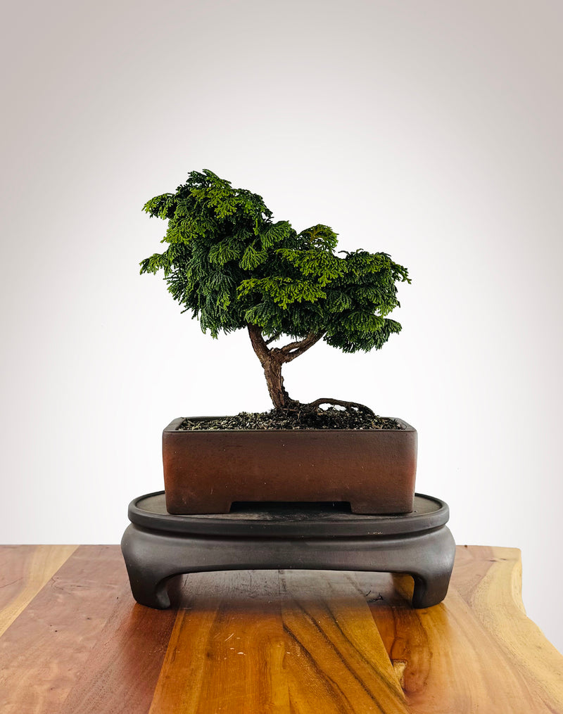 Japanese Cypress (HC2511004)