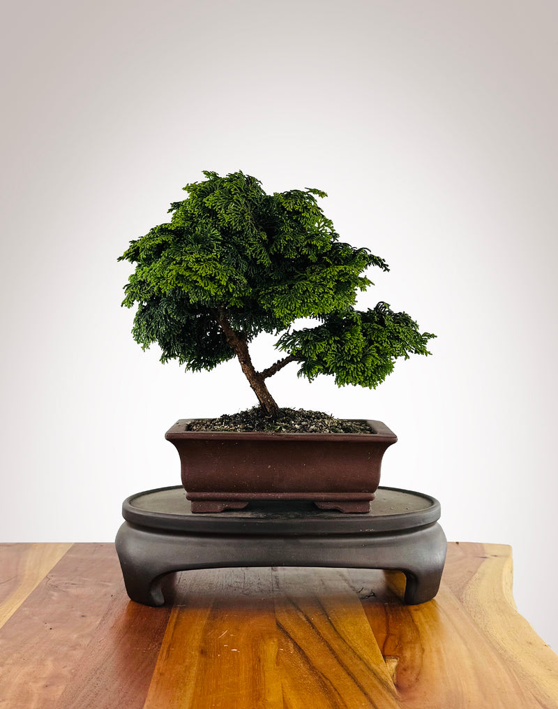 Japanese Cypress (HC2511008)