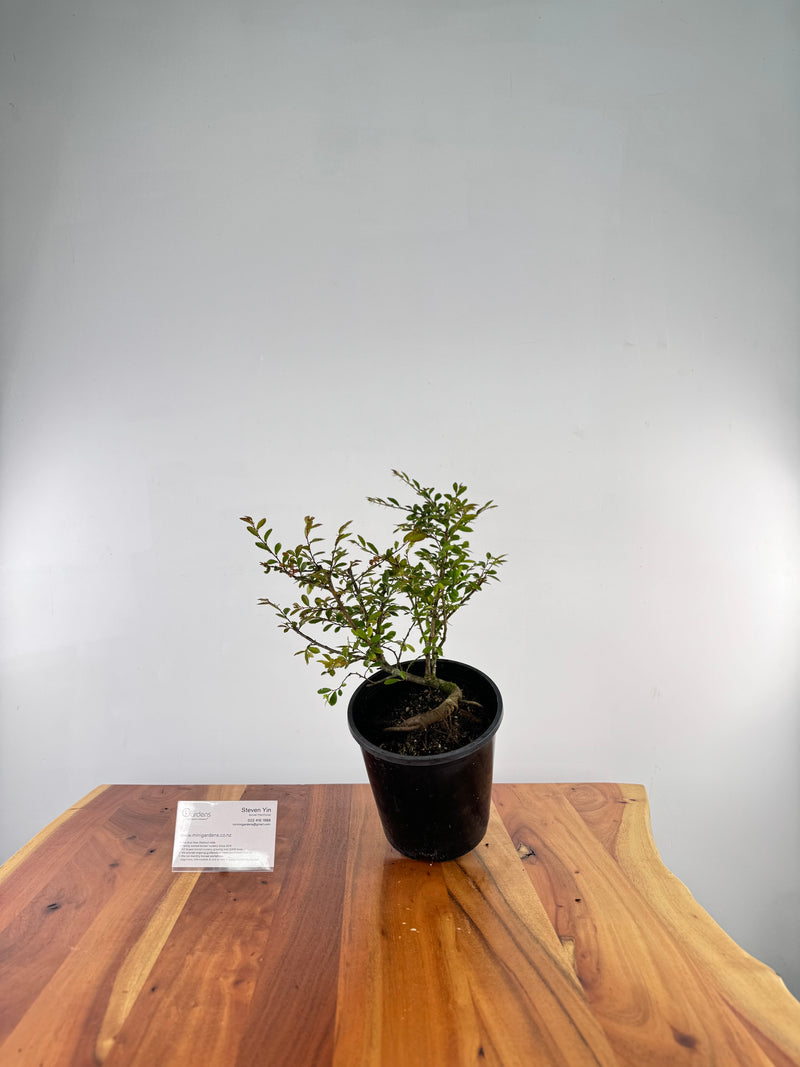 Chinese Elm #2