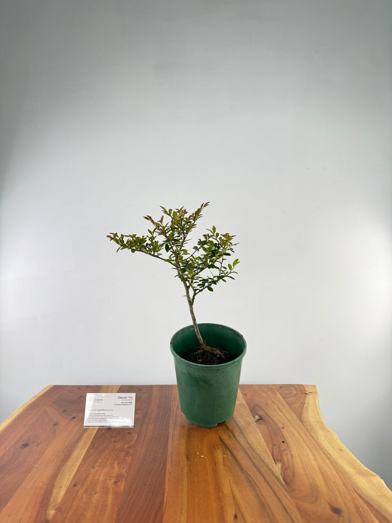 Chinese Elm #4