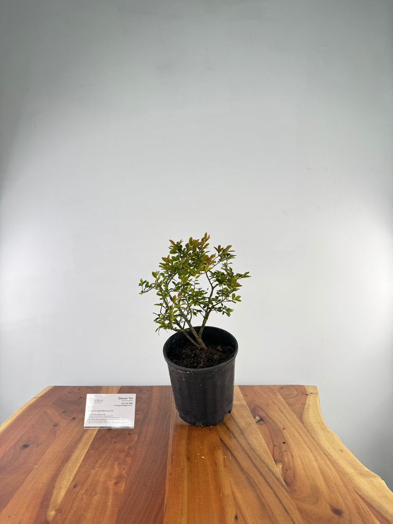 Chinese Elm #5