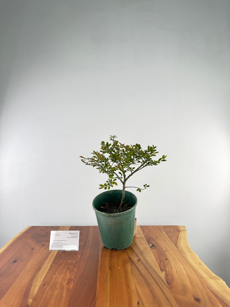 Chinese Elm #6
