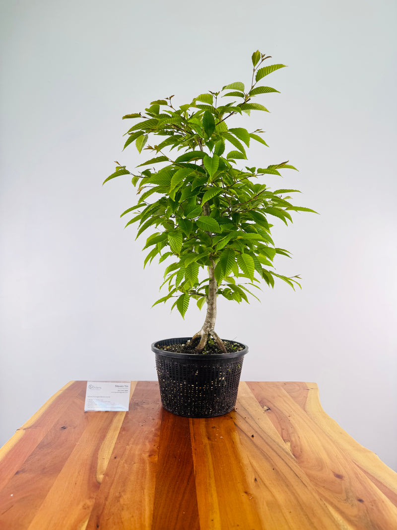 Japanese Hornbeam #3