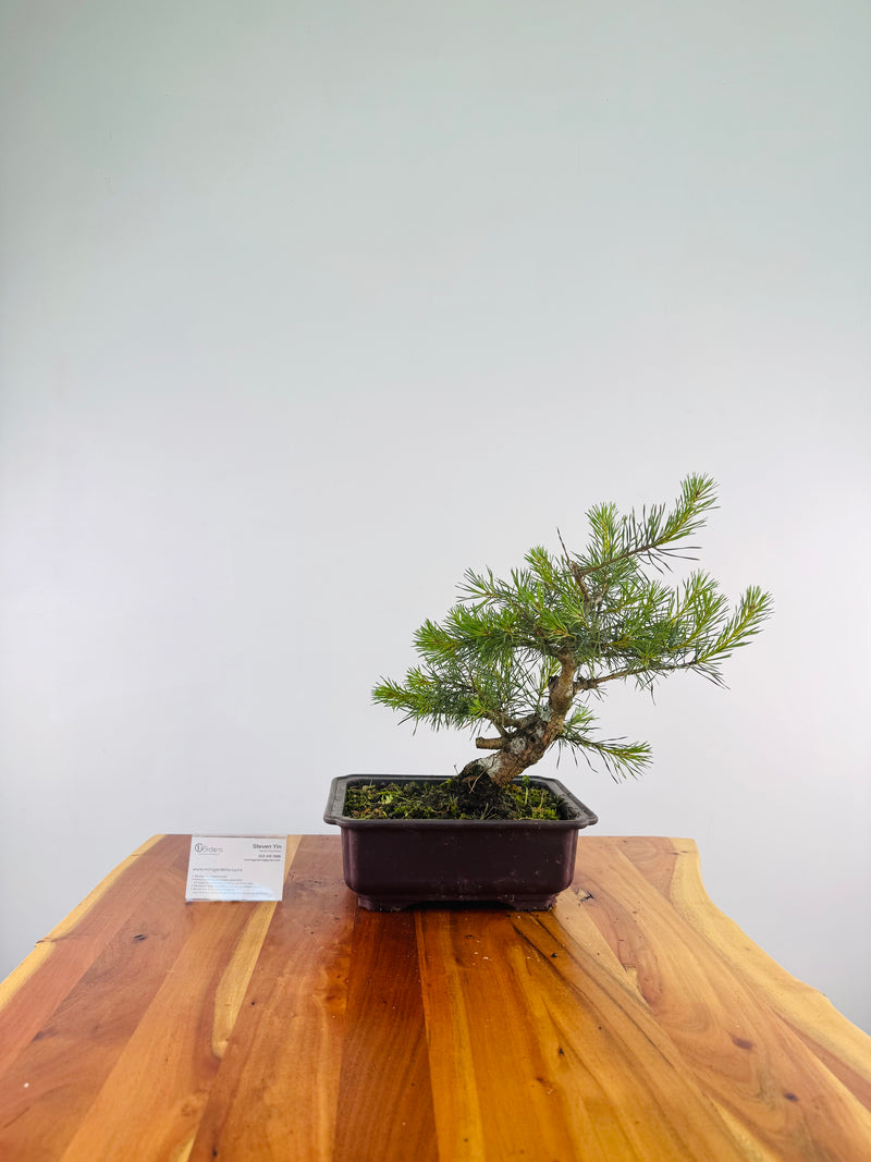 Scots Pine