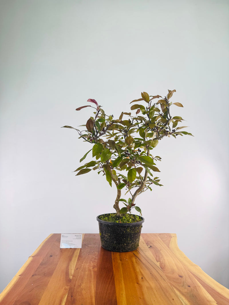 Purple Flower Crabapple