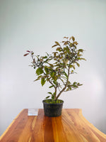 Purple Flower Crabapple