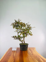 Purple Flower Crabapple