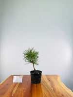 Japanese Red Pine