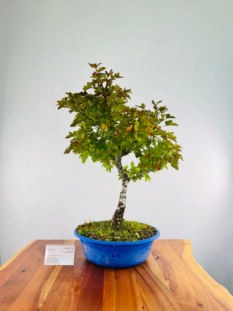 Liquidambar 'Little Richard' #1