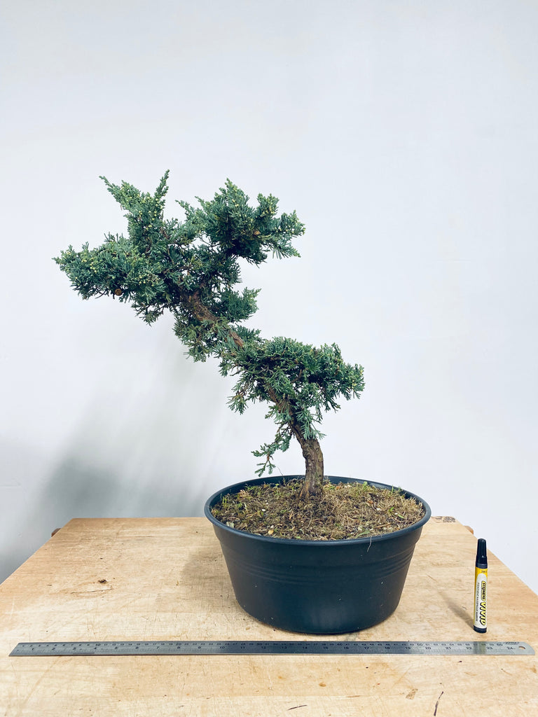 Chinese Juniper MiniGardens Bonsai NZ