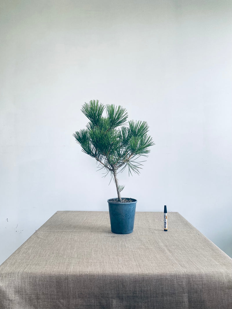 Japanese Black Pine #23