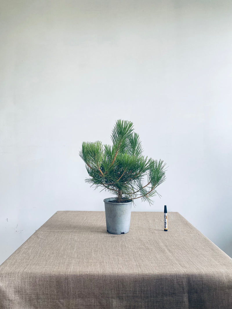 Japanese Black Pine #25