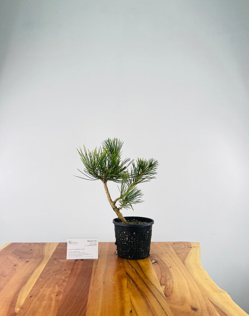 Japanese Black Pine (Pre-Developed)