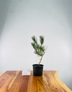 Japanese Black Pine