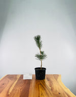 Japanese Black Pine