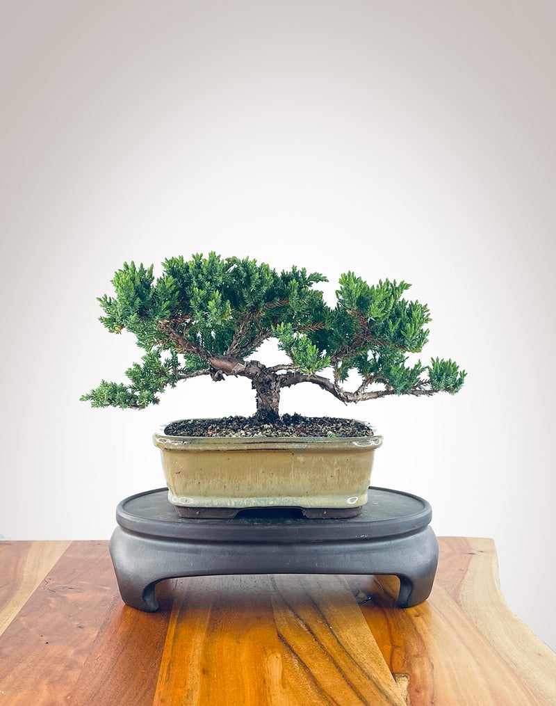 Japanese Juniper (JJ2310002)