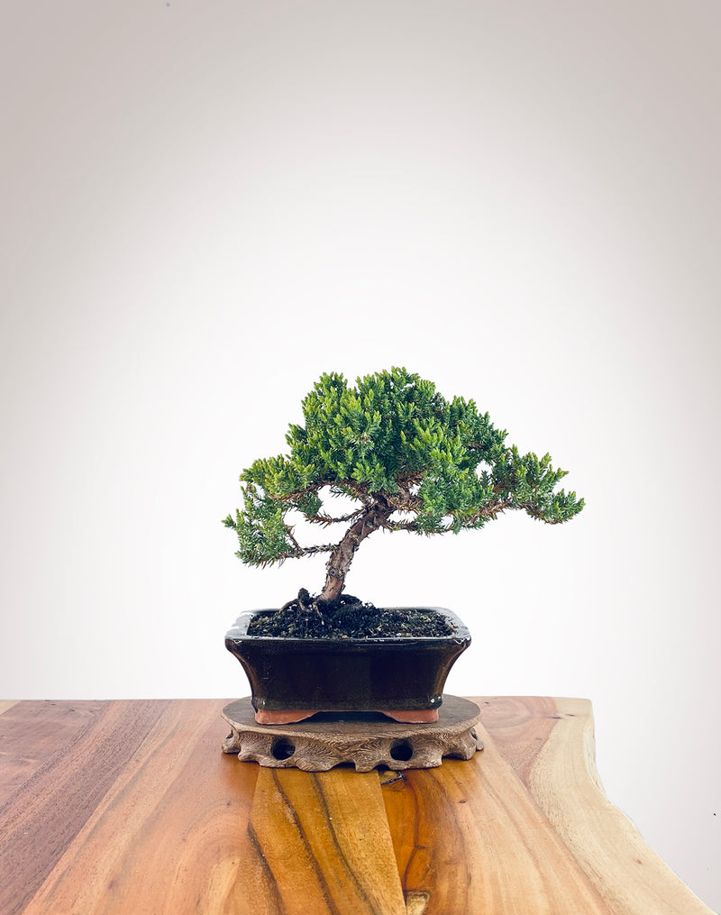 Japanese Juniper (JJ2310024)