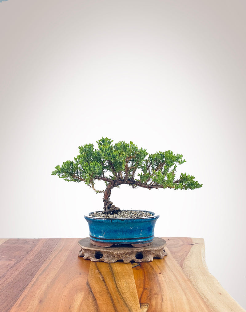 Japanese Juniper (JJ2310028)