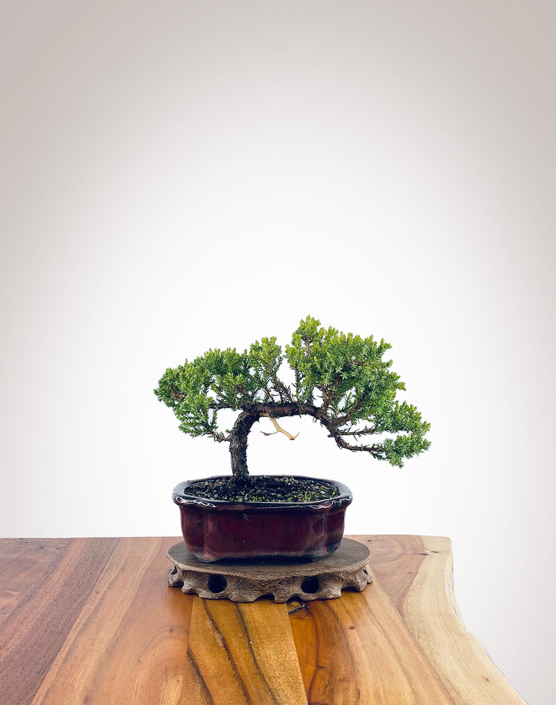 Japanese Juniper (JJ2311007)