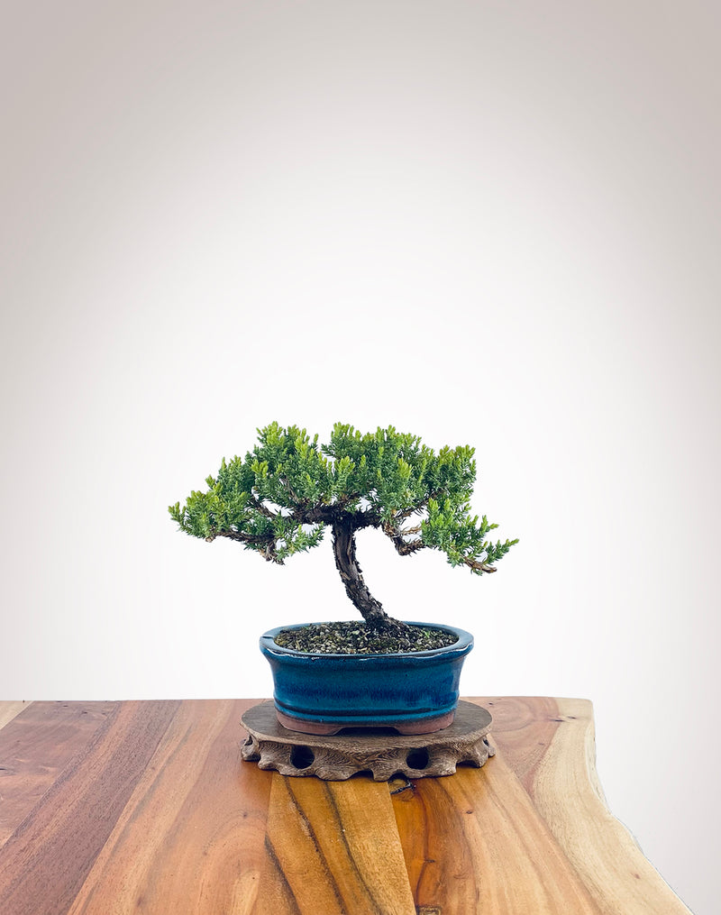 Japanese Juniper (JJ2311008)