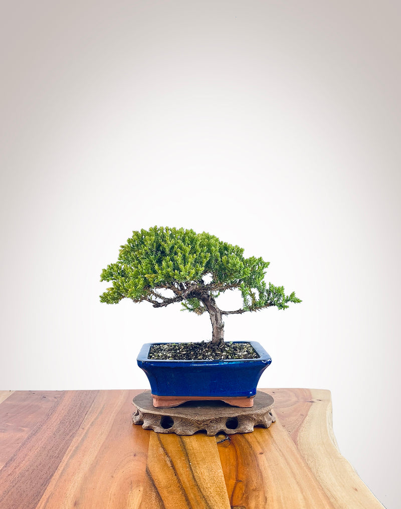 Japanese Juniper (JJ2311013)