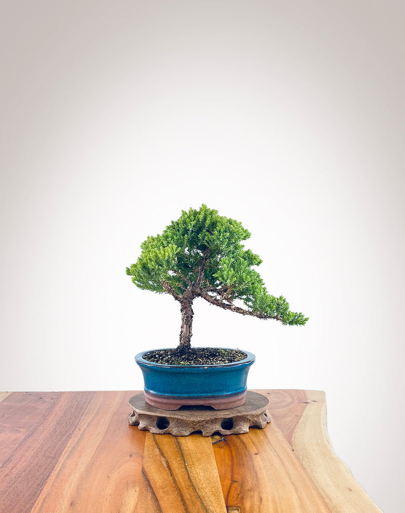 Japanese Juniper (JJ2311016)