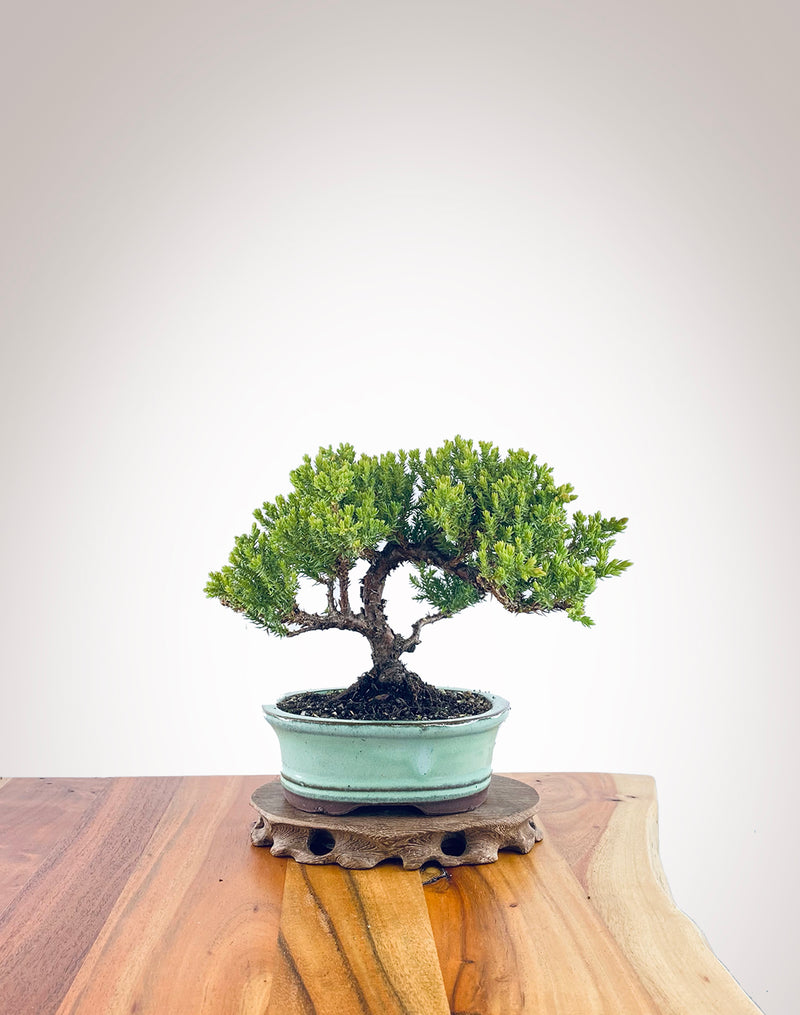 Japanese Juniper (JJ2311021)