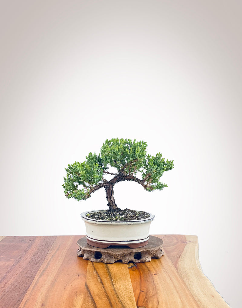 Japanese Juniper (JJ2311022)