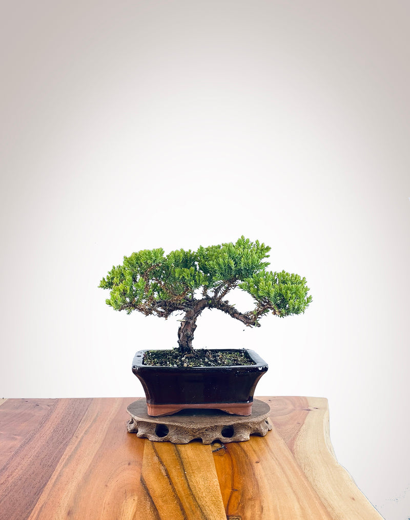 Japanese Juniper (JJ2311028)